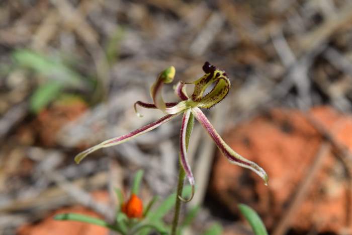 Caladenia barbarossa - Dragon Orchid - Orchid-dragon-latham-Sep-2018p0002.JPG